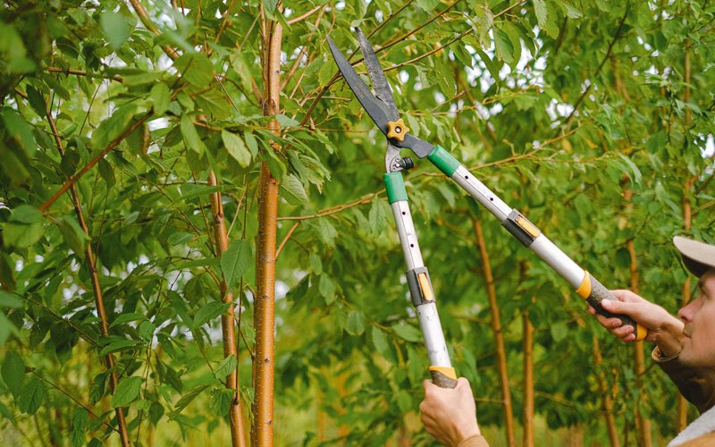Tree trimming in Athol, ID